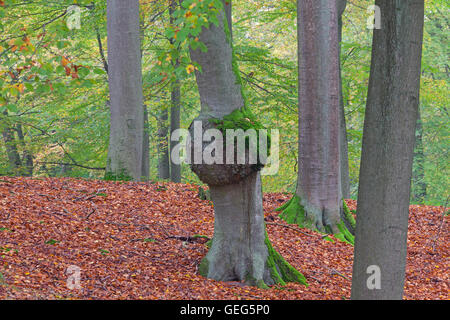 Wurzelholz / Klette, gerundet Auswuchs auf Buche (Fagus Sylvatica) Baum im Wald Stockfoto