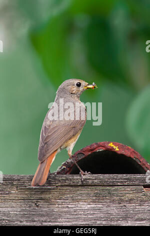 Gartenrotschwanz (Phoenicurus Phoenicurus) weibliche mit Insekten Beute im Schnabel Stockfoto