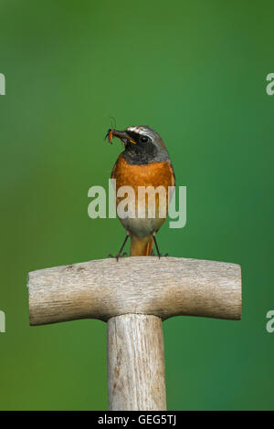 Gartenrotschwanz (Phoenicurus Phoenicurus) männlich mit Insekten Beute im Schnabel thront auf Spaten Griff Stockfoto