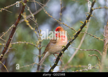 Gemeinsame Rosefinch / scarlet Rosefinch (Carpodacus Erythrinus) männlichen thront in Baum Stockfoto