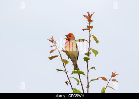 Gemeinsame Rosefinch / scarlet Rosefinch (Carpodacus Erythrinus) männlichen Aufruf von Busch Stockfoto