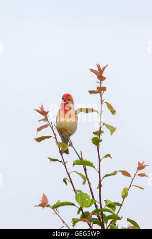 Gemeinsame Rosefinch / scarlet Rosefinch (Carpodacus Erythrinus) männlichen Aufruf von Busch Stockfoto