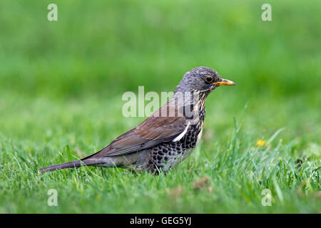 Wacholderdrossel (Turdus Pilaris) auf Nahrungssuche in Grünland Stockfoto