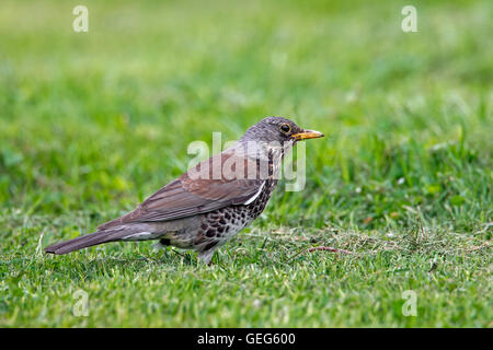 Wacholderdrossel (Turdus Pilaris) auf Nahrungssuche in Grünland Stockfoto