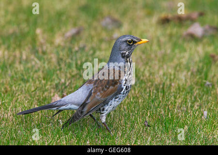 Wacholderdrossel (Turdus Pilaris) auf Nahrungssuche in Grünland Stockfoto