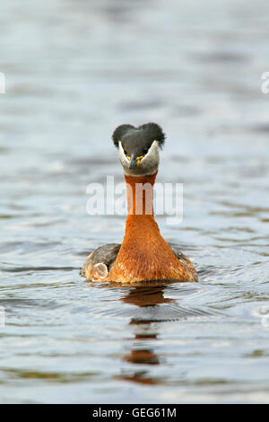 Red-necked Grebe (Podiceps Grisegena) Schwimmen im See während der Brutzeit im Frühjahr Stockfoto