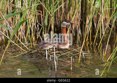 Red-necked Grebe (Podiceps Grisegena) Zucht auf Nest im See im Frühling Stockfoto