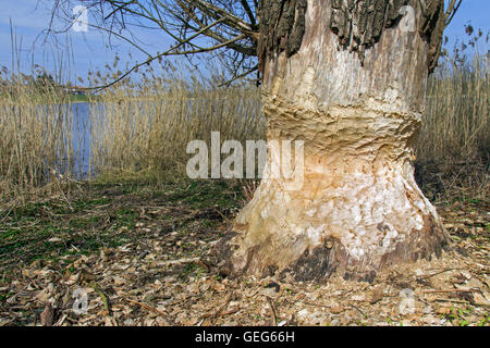 Dicken Baumstamm zeigt Zähne markiert von nagen von Eurasische Biber (Castor Fiber) Seeufer entlang Stockfoto