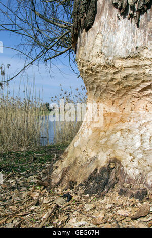 Dicken Baumstamm zeigt Zähne markiert von nagen von Eurasische Biber (Castor Fiber) Seeufer entlang Stockfoto