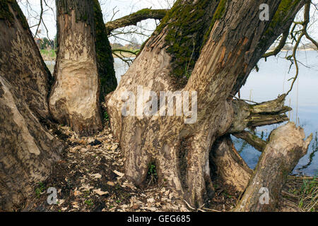 Baum-Stämme zeigen Zahnabdrücke von nagen von Eurasische Biber (Castor Fiber) Seeufer entlang Stockfoto