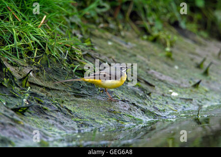 Gebirgsstelze (Motacilla Cinerea / Motacilla Melanope) männlichen Nahrungssuche Flussufer entlang Stockfoto