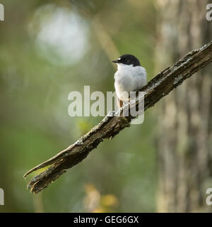 Pied Flycatcher, RSPB Ken-Dee Sümpfe, in der Nähe von Castle Douglas, Dumfries and Galloway, Schottland Stockfoto