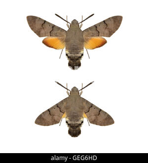 Kolibri Hawk-Moth - Macroglossum Stellatarum - 69.010 (1984) Stockfoto