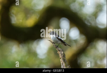 Pied Flycatcher, RSPB Ken-Dee Sümpfe, in der Nähe von Castle Douglas, Dumfries and Galloway, Schottland Stockfoto