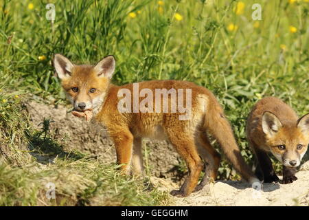 Fox Cub Essen Frieden des Fleisches (Vulpes Vulpes, wildes Tier) Stockfoto