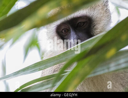 Vervet Affen in einem Baum sitzen und erreichte durch das Laub, Ukunda, Kenia, Afrika Stockfoto