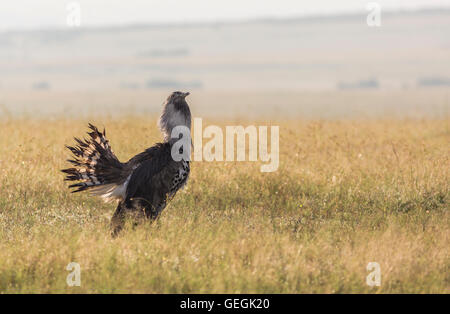 Kori Bustard Vogel stehen hohe Gras in der Savanne, suchen in auf die Kamera, Masai Mara, Kenia, Afrika Stockfoto