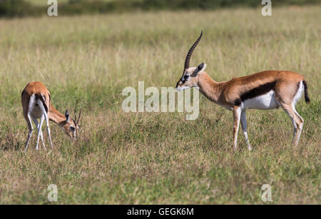 Männliche und weibliche Thomsons Gazelle Essen Rasen auf der Savanne in Masai Mara, Kenia, Afrika Stockfoto