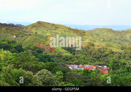 Begrünte Terrasse und Wald von Panyaweuyan am Morgen. Argapura, Majalengka, West-Java Stockfoto