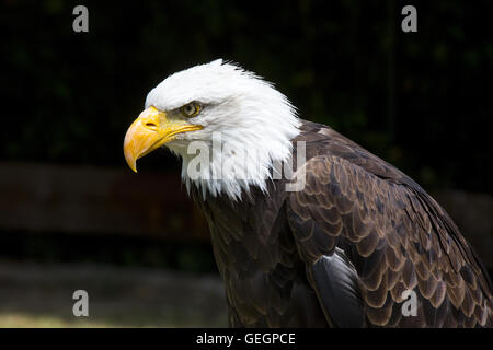 Schöne nordamerikanische Weißkopf-Seeadler. Stockfoto