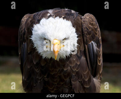 Schöne nordamerikanische Weißkopf-Seeadler. Stockfoto