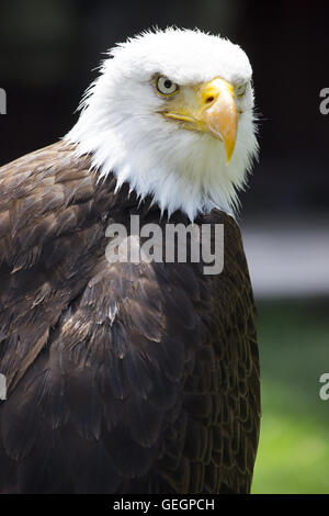 Schöne nordamerikanische Weißkopf-Seeadler. Stockfoto