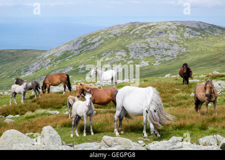 Wild Welsh Mountain Ponys mit Fohlen auf Pisten des Garnedd Gwenllian in Carneddau Berge von Snowdonia National Park Eryri im Sommer. North Wales UK Stockfoto