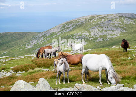 Wild Welsh Mountain Ponys mit Fohlen auf Pisten des Garnedd Gwenllian in Carneddau Berge von Snowdonia National Park (Eryri). Gwynedd Wales UK Stockfoto