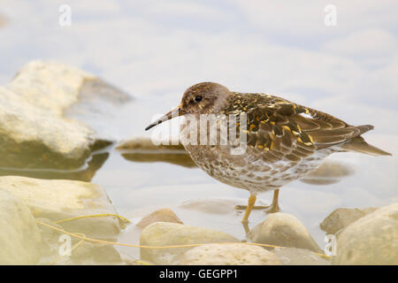 Lila Strandläufer Calidris Maritima Merakkasletta Halbinsel Island BI029106 Stockfoto