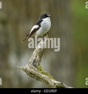 Pied Flycatcher, RSPB Ken-Dee Sümpfe, in der Nähe von Castle Douglas, Dumfries and Galloway, Schottland Stockfoto