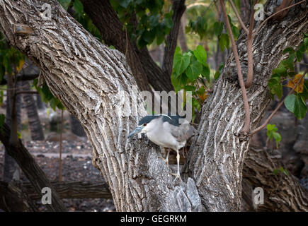 Reiher im Baum. Hawaiis Big Island Stockfoto