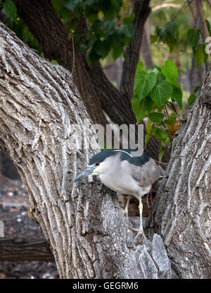 Reiher im Baum. Hawaiis Big Island Stockfoto