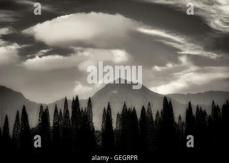 Norfolk Island Pines und Berge mit Sonnenaufgang. Kauai, Hawaii Stockfoto