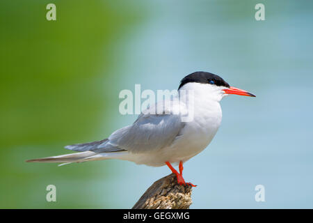 Flussseeschwalbe, Sterna hirundo, Seabird Stockfoto