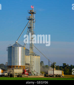 Landwirt füllt mit Mais aus seinem Silo LKW Stockfoto