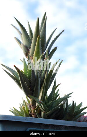 Aloe-Pflanzen im Topf Stockfoto