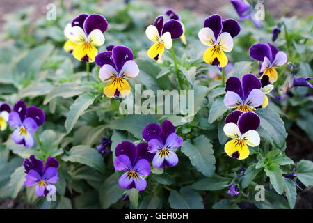 Viola Tricolor oder Viola Cornuta oder Alias Viola Johnny Jump Up eine essbare Blumen Stockfoto