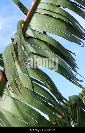 Zerrissen und zerfetzten Bananenblätter beschädigt durch starken Wind im Winter in Melbourne Victoria Australien Stockfoto