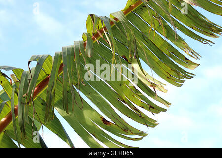 Zerrissen und zerfetzten Bananenblätter beschädigt durch starken Wind im Winter in Melbourne Victoria Australien Stockfoto