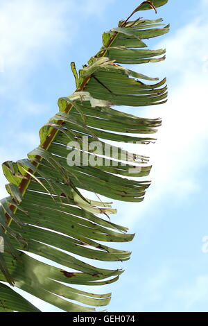 Zerrissen und zerfetzten Bananenblätter beschädigt durch starken Wind im Winter in Melbourne Victoria Australien Stockfoto