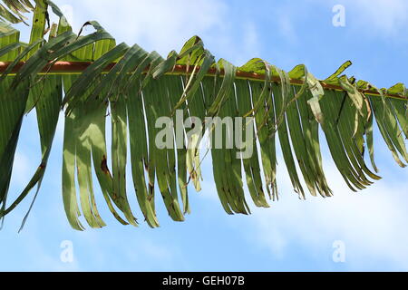 Zerrissen und zerfetzten Bananenblätter beschädigt durch starken Wind im Winter in Melbourne Victoria Australien Stockfoto