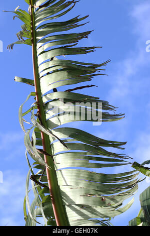 Zerrissen und zerfetzten Bananenblätter beschädigt durch starken Wind im Winter in Melbourne Victoria Australien Stockfoto