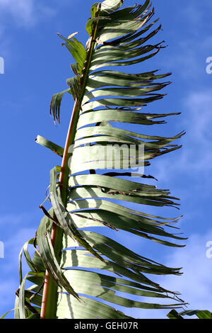 Zerrissen und zerfetzten Bananenblätter beschädigt durch starken Wind im Winter in Melbourne Victoria Australien Stockfoto