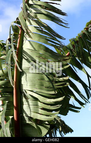 Zerrissen und zerfetzten Bananenblätter beschädigt durch starken Wind im Winter in Melbourne Victoria Australien Stockfoto