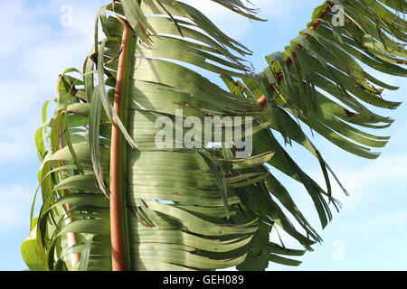 Zerrissen und zerfetzten Bananenblätter beschädigt durch starken Wind im Winter in Melbourne Victoria Australien Stockfoto