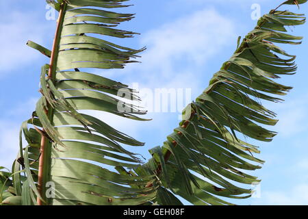 Zerrissen und zerfetzten Bananenblätter beschädigt durch starken Wind im Winter in Melbourne Victoria Australien Stockfoto