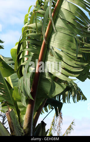 Nahaufnahme von zerrissen und zerfetzten Bananenblätter beschädigt durch starken Wind im Winter in Melbourne Victoria Australien Stockfoto