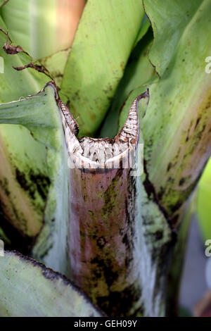 Schließen Sie herauf Bild f getrimmt Ensete Ventricosum, abessinische Banane Blattstiel Stockfoto
