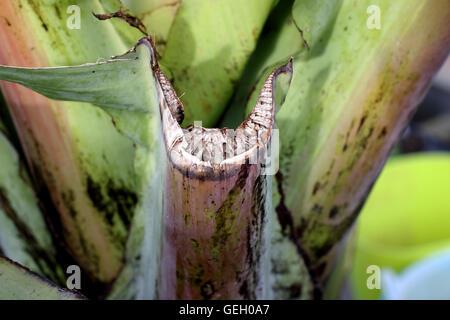 Schließen Sie herauf Bild f getrimmt Ensete Ventricosum, abessinische Banane Blattstiel Stockfoto