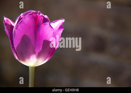 Einsame lila Tulpe auf Hintergrund Stockfoto